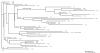 Lineage 1 Phylogram as at Jun 2012